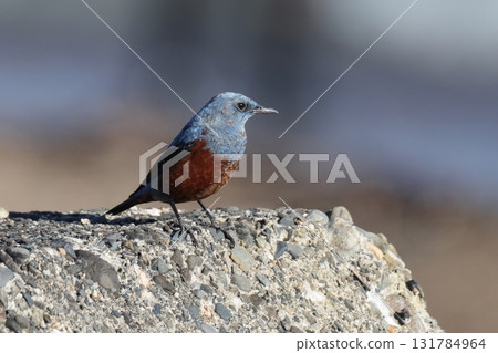 一隻雄性岩鶇棲息在岩石上 131784964