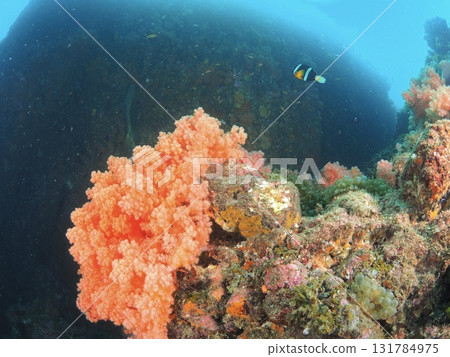 Discover the underwater world of Izu and Ito while diving | A paradise of soft corals full of color and life 131784975