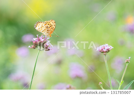 一隻貝母蝴蝶正在吸食馬鞭草花蜜 131785007