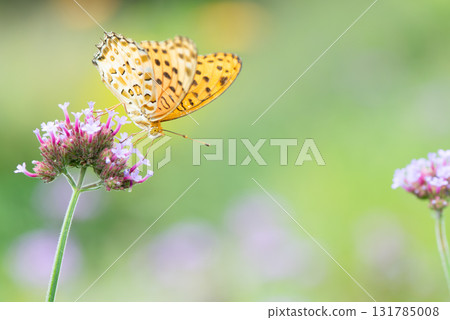 A male swallowtail butterfly resting on a verbena flower and drinking nectar 131785008