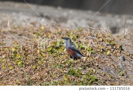 A male Rock Thrush feeding on the ground 131785016