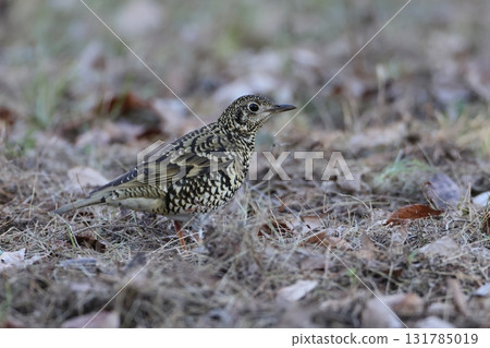 走在地上的有鱗的畫眉 走在地上的有鱗的畫眉 131785019