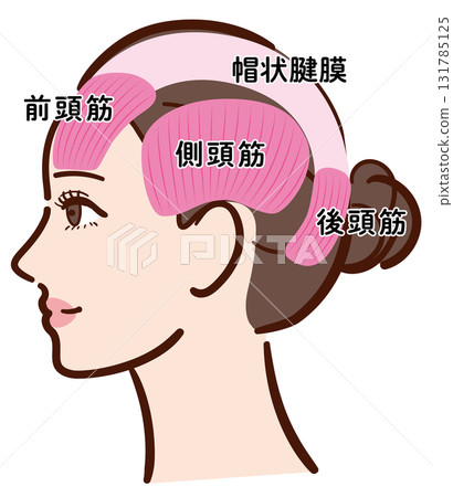 年輕女子的側面：頭部肌肉的插圖（附名稱） 131785125