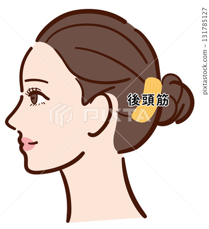 年輕女子的側面：枕骨肌肉的圖示（含名稱） 131785127