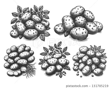 Potato engraving set vector collection 131785219