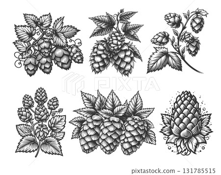 Hops Plants and Cones engraving raster collection 131785515