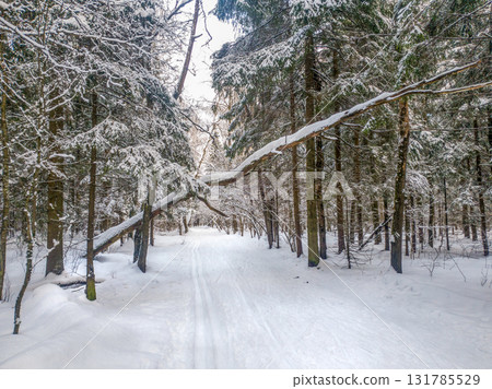 hEALTHY LIFESTYLE - SKIING IN FOREST IN NORTHERN EUROPEAN COUNTRY hEALTHY LIFESTYLE - SKIING IN FOREST IN NORTHERN EUROPEAN COUNTRY 131785529