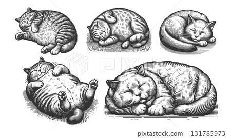 Sleeping cat engraving set vector collection 131785973
