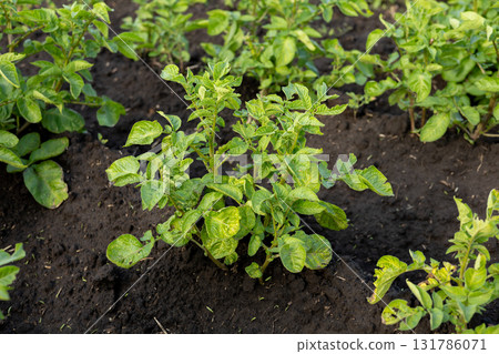 Potato plants thrive in dark soil, showcasing their health as they prepare for harvest in an agricultural field under clear skies 131786071
