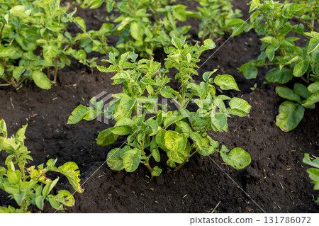 Healthy potato plants flourish in the rich soil of the field, signaling an upcoming harvest season in agriculture 131786072