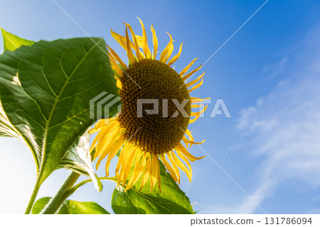 A stunning sunflower reaches upward in a sunny field, surrounded by green leaves, showcasing its vibrant yellow petals against the blue sky A stunning sunflower reaches upward in a sunny field, surrounded by green leaves, showcasing its vibrant yellow petals against the blue sky 131786094