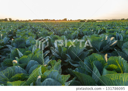 Cabbage plants grow abundantly in a vast field, basking in the warm glow of the setting sun, signaling a successful harvest time Cabbage plants grow abundantly in a vast field, basking in the warm glow of the setting sun, signaling a successful harvest time 131786095
