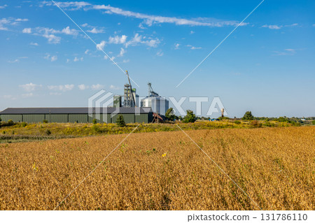 A large granary and silos stand tall against the bright blue sky, surrounded by golden grain fields in a rural farming region A large granary and silos stand tall against the bright blue sky, surrounded by golden grain fields in a rural farming region 131786110