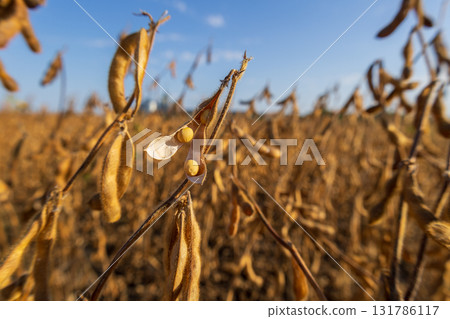 Soybean plants stand tall in a sunlit field, showcasing yellowed pods ready for harvest. Clear skies provide a beautiful backdrop Soybean plants stand tall in a sunlit field, showcasing yellowed pods ready for harvest. Clear skies provide a beautiful backdrop 131786117