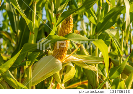 Tall corn plants thrive in a sunny field, showcasing ripe ears ready for the harvest season and reflecting the agricultural effort of the farmers 131786118