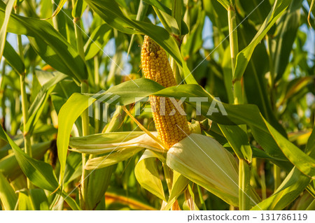 Ears of corn are developing in a field under clear blue skies, surrounded by healthy green plants ready for harvest 131786119