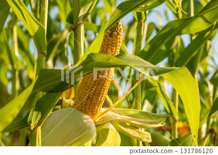 Golden corn cobs are nestled among green leaves, waiting to be harvested on a sunny afternoon in the farm fields Golden corn cobs are nestled among green leaves, waiting to be harvested on a sunny afternoon in the farm fields 131786120