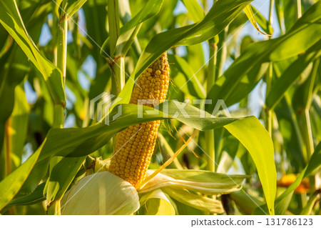 Corn cobs grow among lush green leaves in a bustling maize field, showcasing the beauty of agricultural growth during harvest season Corn cobs grow among lush green leaves in a bustling maize field, showcasing the beauty of agricultural growth during harvest season 131786123
