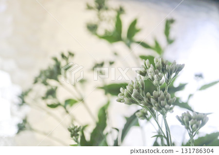 窗台上的藤葎花 131786304