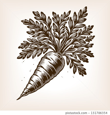 carrot with leaves engraving vector illustration carrot with leaves engraving vector illustration 131786354