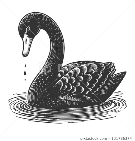 Black Swan Symbolizing Rare Unpredictable Events Black Swan Symbolizing Rare Unpredictable Events 131786374