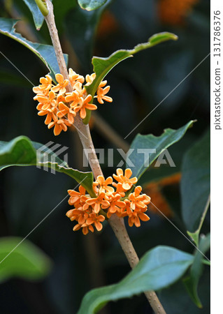 Kinmokusei(金子) Kinmokusei(金子) 131786376