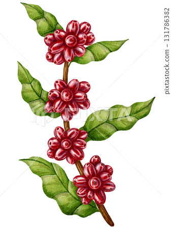 Hand-drawn watercolor illustration of a coffee branch with ripe red berries and green leaves. Perfect for coffee shops, packaging, branding, menu design, and botanical decor. 131786382
