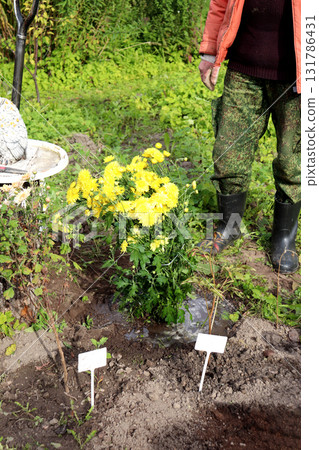 A freshly planted and watered bush of bright yellow chrysanthemums in a garden 131786431