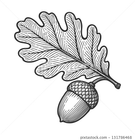 oak leaf with acorn engraving raster illustration oak leaf with acorn engraving raster illustration 131786468