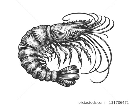 shrimp seafood engraving vector illustration 131786471