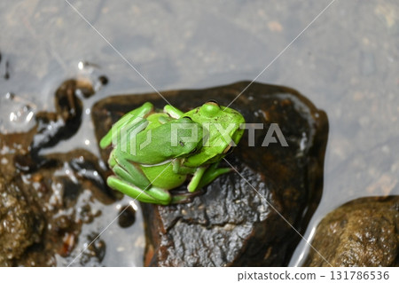 Pair of Schlegelian Tree Frogs Pair of Schlegelian Tree Frogs 131786536
