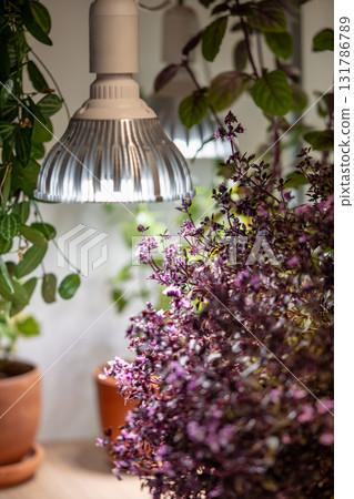 Growing Basil plants under phyto lamp at home in winter season. Additional illumination. Grow light. Growing Basil plants under phyto lamp at home in winter season. Additional illumination. Grow light. 131786789