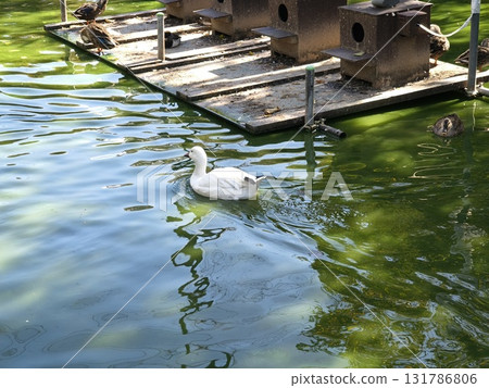 Swans swans 131786806