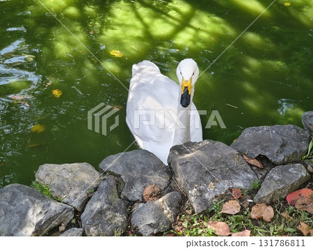 Swans swans 131786811