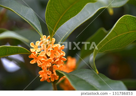 Kinmokusei (Kaneko) 131786853