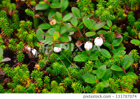 Shiratamanoki (White Pearl Tree) Mount Asahi 131787074