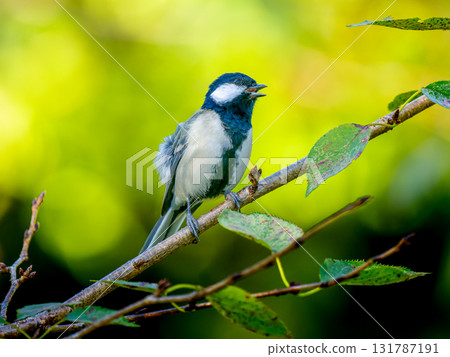 山雀在樹枝上邊緣 131787191