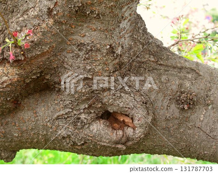 花朵落下後,一棵老櫻桃樹幹的特寫 花朵落下後,一棵老櫻桃樹幹的特寫 131787703