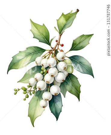 Single oak branch with fresh green leaves and berries on white background. 131787746