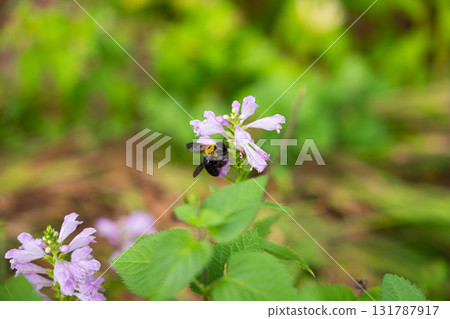 蜜蜂吮花蜜 蜜蜂吮花蜜 131787917