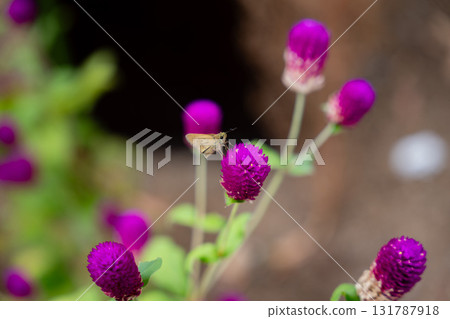 一隻吸食花蜜的蝴蝶和一朵紅花 131787918