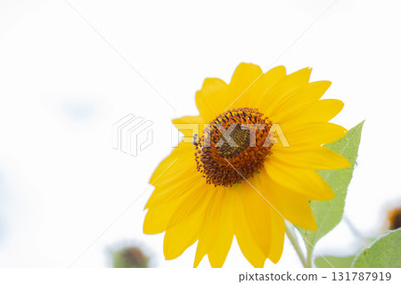 黃色向日葵 131787919