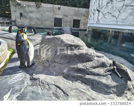 Penguins standing on a rock 131788014