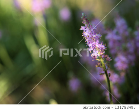 九月盛開的淡紫色藤蔓 131788493