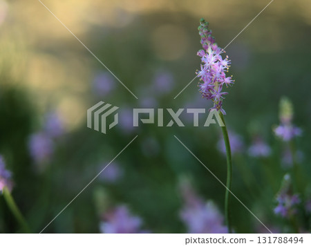 九月盛開的淡紫色藤蔓 131788494