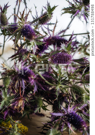 Freshly foraged Echinops ritro thistle with spiky green leaves and spherical violet flower heads on a rustic surface. Wildcraft floristry, native plants, seasonal foraging, sustainable design Freshly foraged Echinops ritro thistle with spiky green leaves and spherical violet flower heads on a rustic surface. Wildcraft floristry, native plants, seasonal foraging, sustainable design 131788498