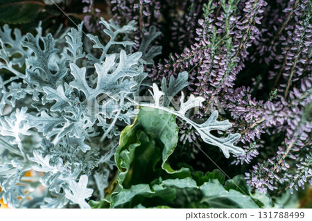 Close-up of silvery Dusty Miller leaves, blooming heather, and leafy greens in an autumn floral arrangement. Seasonal floristry, wild botanicals, fall textures, sustainable floral styling Close-up of silvery Dusty Miller leaves, blooming heather, and leafy greens in an autumn floral arrangement. Seasonal floristry, wild botanicals, fall textures, sustainable floral styling 131788499
