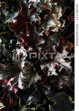 Dark ruffled Heuchera leaves with burgundy veins and silvery textures captured in moody light for autumn decor. Ornamental foliage, cold-season plants, natural textures, seasonal styling Dark ruffled Heuchera leaves with burgundy veins and silvery textures captured in moody light for autumn decor. Ornamental foliage, cold-season plants, natural textures, seasonal styling 131788502