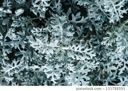 Detailed close-up of silvery Dusty Miller leaves with soft textures and intricate patterns used in seasonal and cold-weather floral design. Ornamental foliage, natural textures Detailed close-up of silvery Dusty Miller leaves with soft textures and intricate patterns used in seasonal and cold-weather floral design. Ornamental foliage, natural textures 131788503