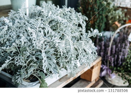 Silvery Dusty Miller plants arranged in trays on a wooden pallet outside a florist shop during the cold season. Cold-weather florals, sustainable decor, seasonal botanicals, natural textures 131788506